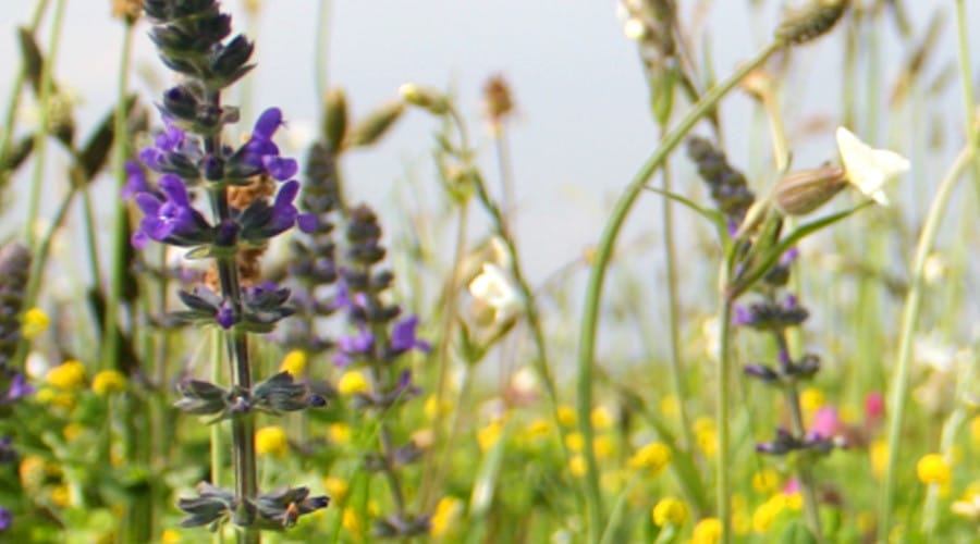 Planting of new wildflower meadow completed