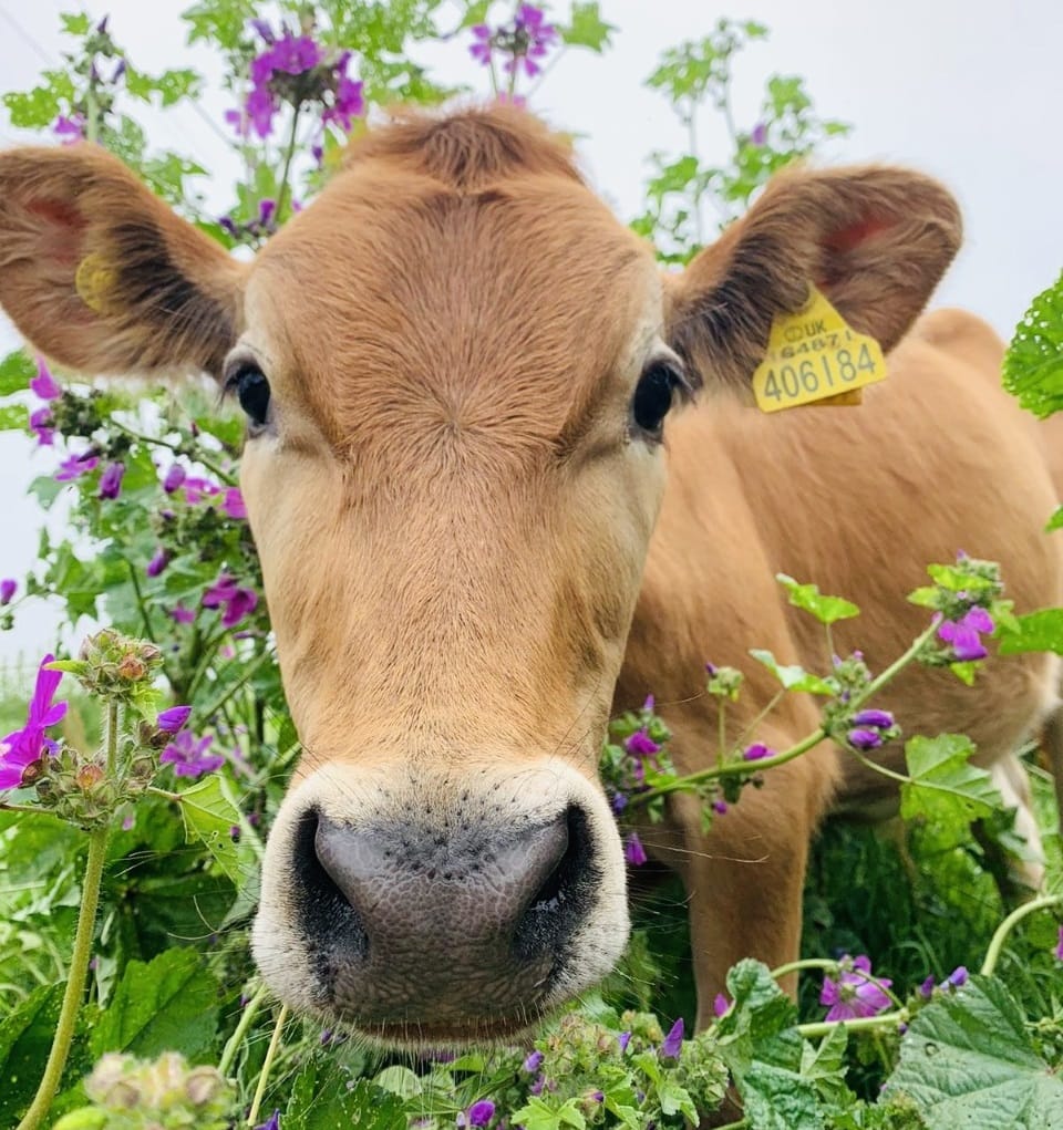 Hoylake animal sanctuary appeals for donations due to cash crisis