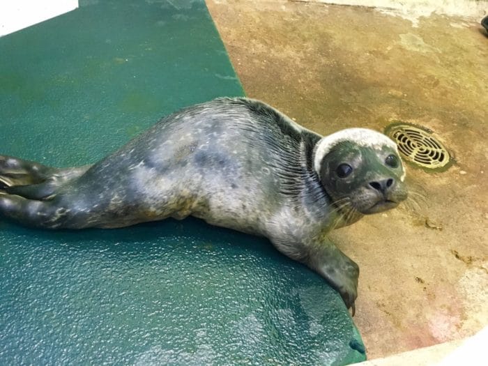 The seal pup recovering at the RSPCA wildlife hospital