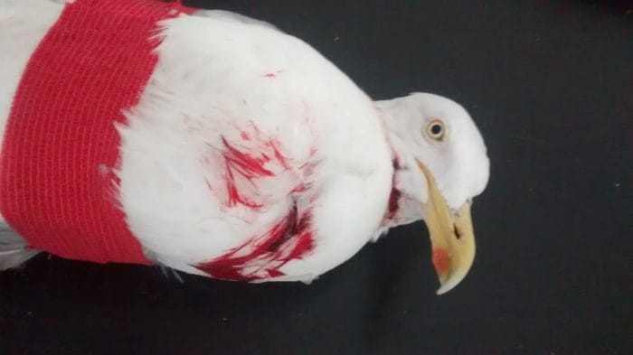 RSPCA photograph of the injured bird