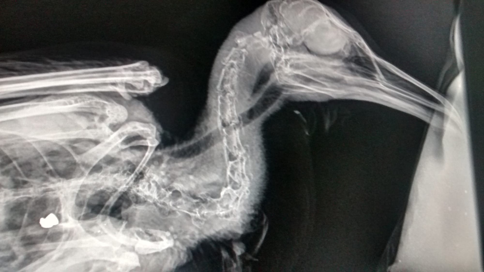 Xray showing gun pellet lodged in bird's chest