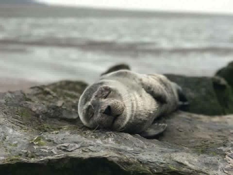 Seal stranded at Marine Lake. Photo courtesy of Lewey Tait