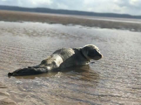 Walkers found the common seal pup near Marine Lake. Photo courtesy of Lewey Tait