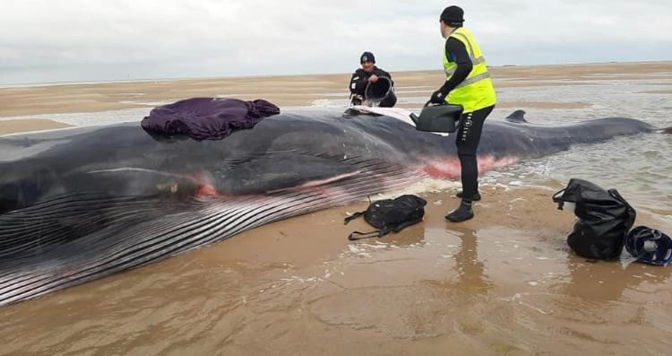 Rescue operation saves beached whale