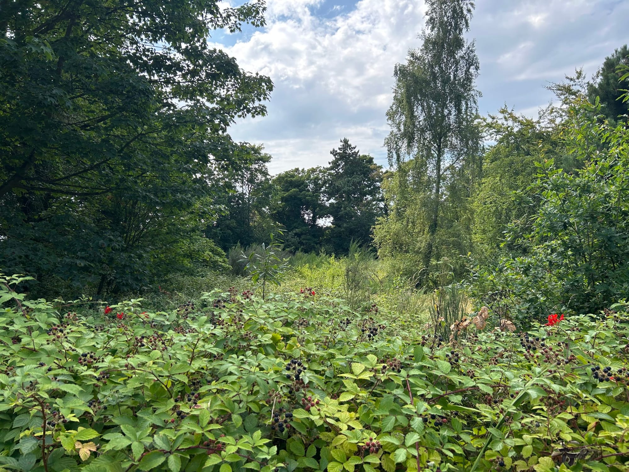 Wildlife site in West Kirby eyed for up to three houses
