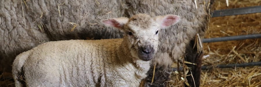 See the newborn lambs and join the annual egg hunt at Wirral’s Church Farm this Easter
