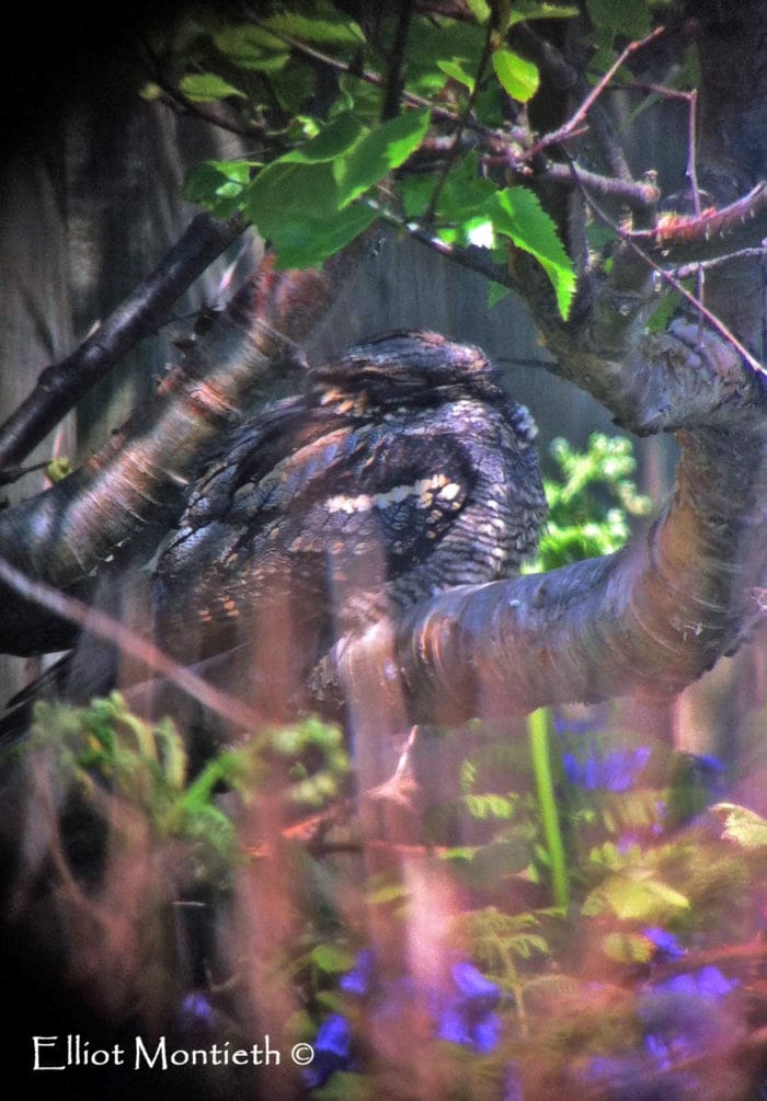 The Nightjar. Photo courtesy of Elliot Montieth