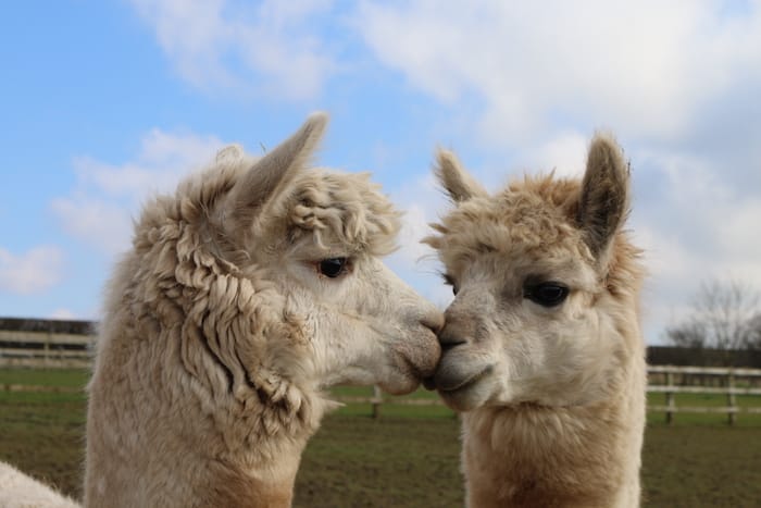 Church Farm Park closes to focus on festive events