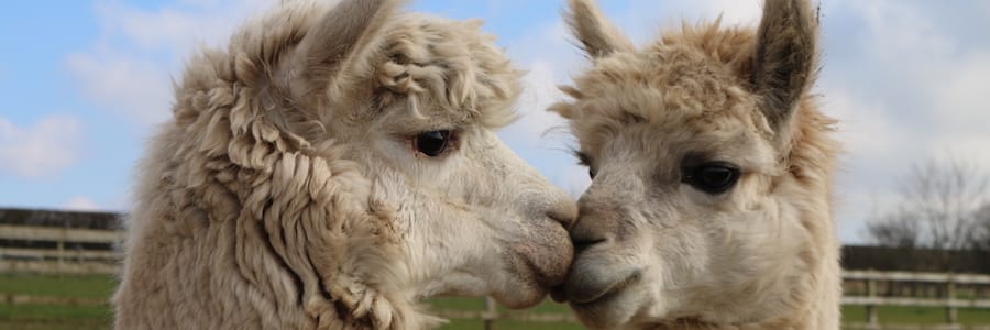 Pucker up with the alpacas for half-term fun at Wirral’s Church Farm