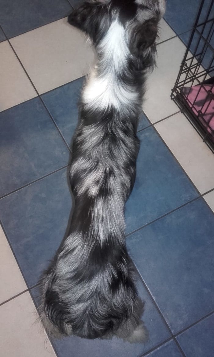 Maisie during her illness