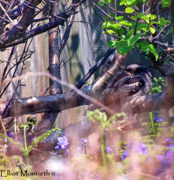 The Nightjar. Photo courtesy of Elliot Montieth