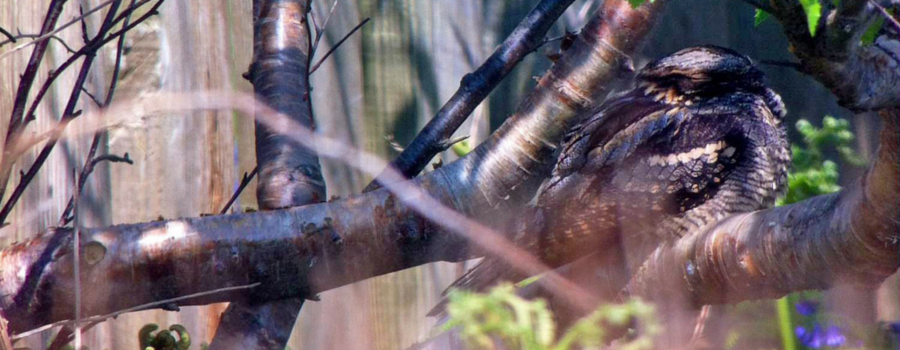 Rare bird spotted on Hilbre Island for first time in 48 years