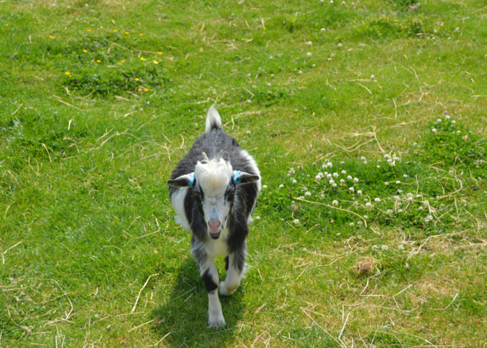 One of the new arrivals at Church Farm - a pygmy goat