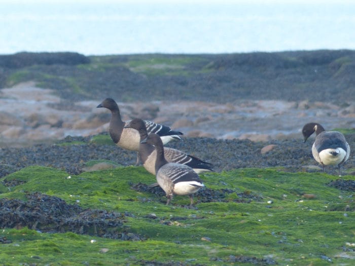 More Brent Geese on Hilbre Island
