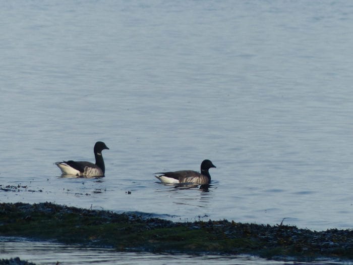 Brent geese on Hilbre Island