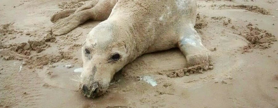 Seal dies after dramatic rescue from Hilbre Island