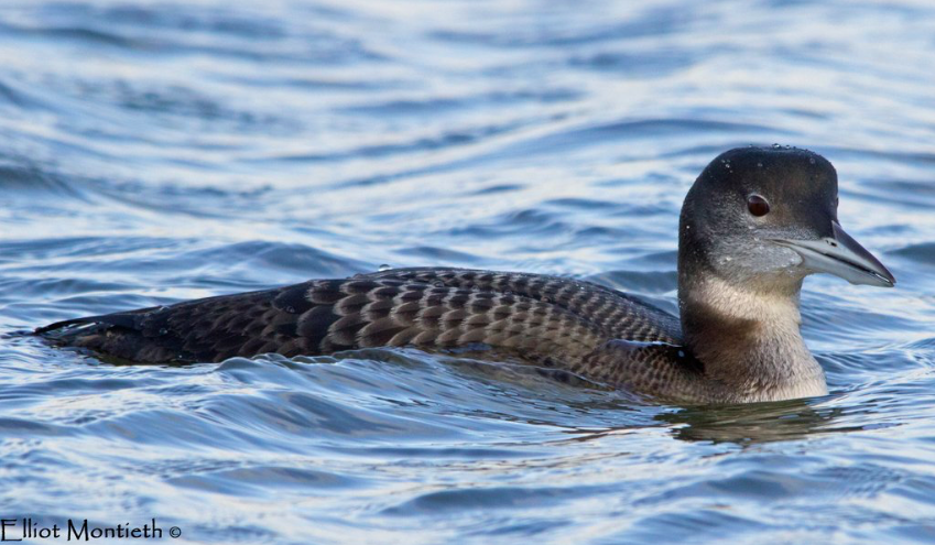 Great Northern Diver courtesy of @Elliot_Montieth