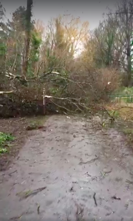 Fallen trees on the Wirral Way