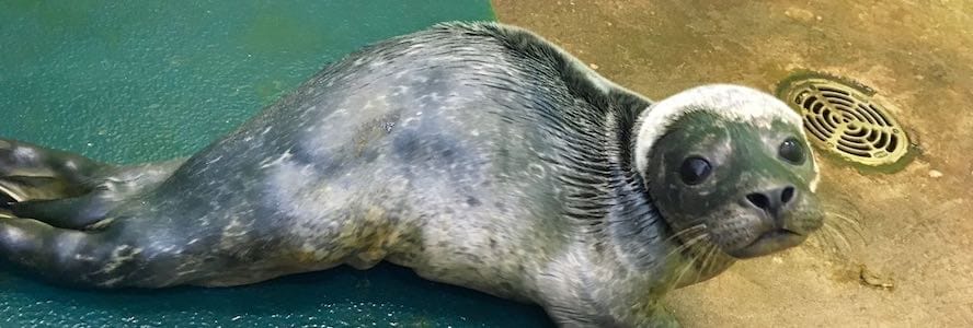 Walkers rescue stranded seal pup near Marine Lake
