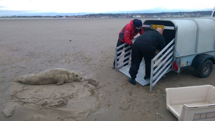 Seal which was stranded off Hilbre Island, is rescued. Photo, courtesy of local photographer & blogger Matt Thomas from http://www.fromthemuddybanksofthedee.com