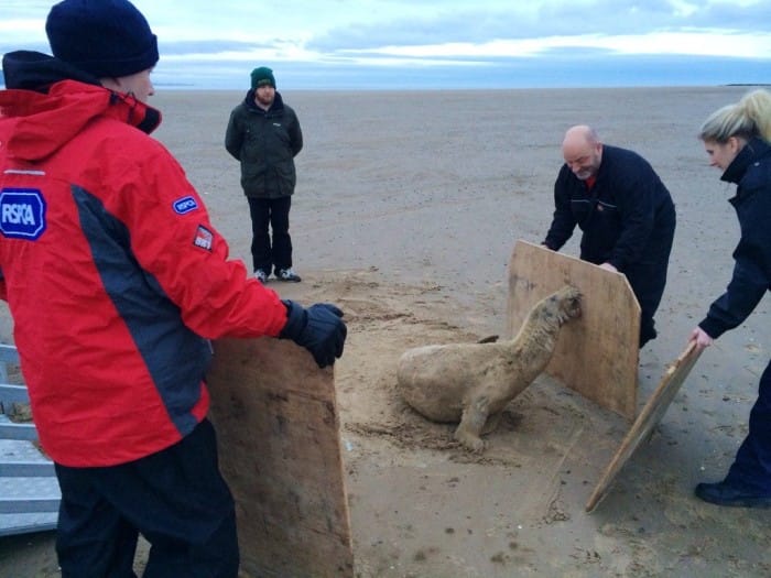 Rescuers coax the seal into a trailer. Photo courtesy of RSPCA Inspector Anthony Joynes