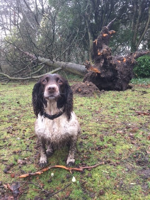 Trees uprooted at Ashton Park