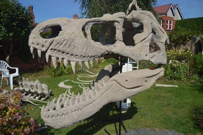 T-Rex skull