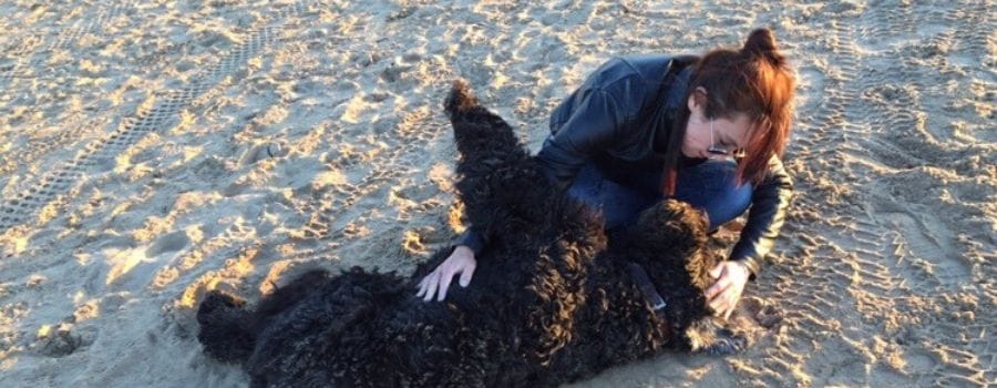 Dog behaviour and training business launches