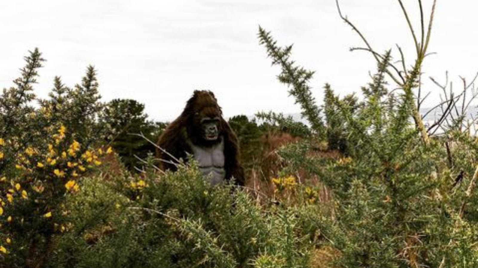 Local teachers introduce their newest colleague - a gorilla.