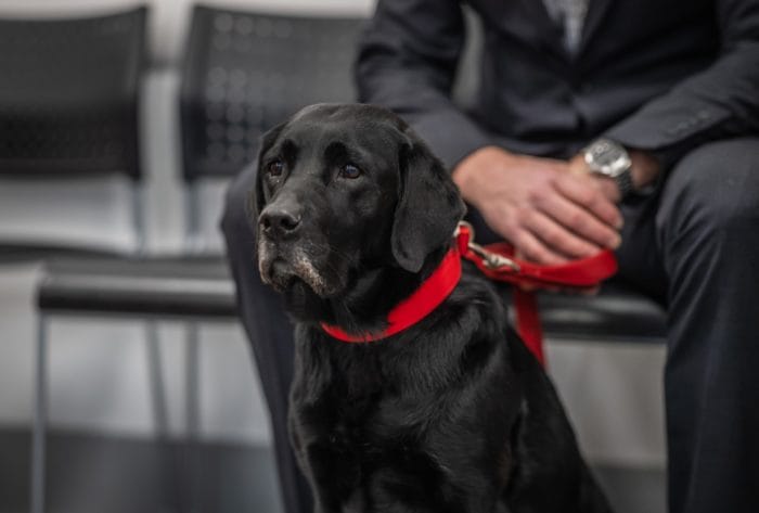 Boo is now on the road to recovery