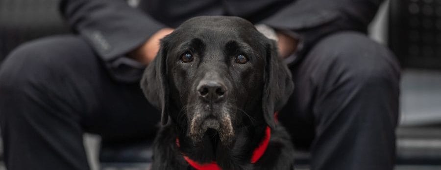 Dog owners warned after West Kirby dog is saved from deadly parasite