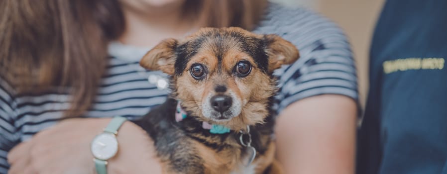 Tiny will be guest of honour at vet surgery open day