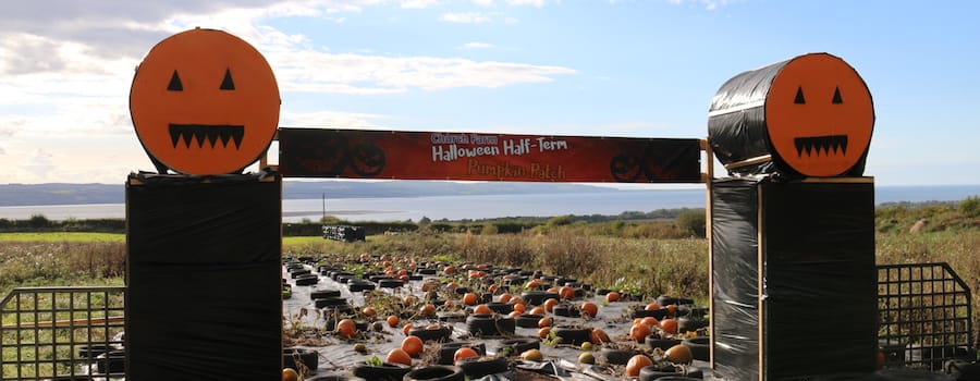 Farmers predict smashing pumpkins just in time for Halloween