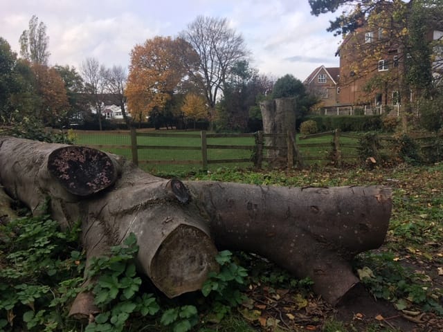 Friends of Ashton Park back felling of unsafe trees