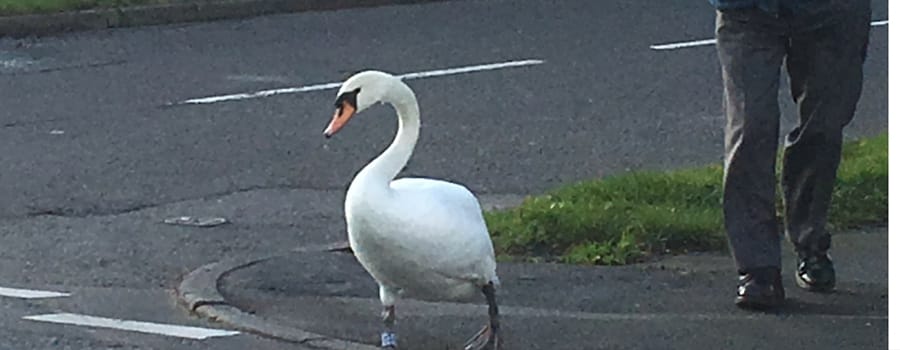 WATCH: Shy Meols hero comes to the rescue of stranded Gertrude the swan