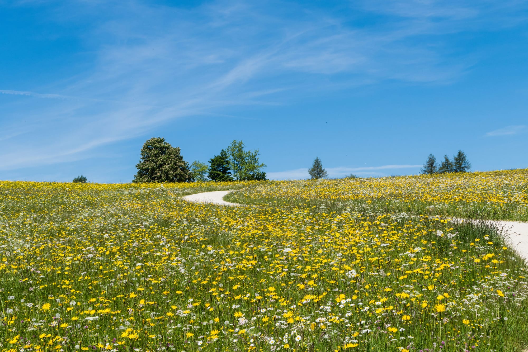 Natural burial ground planned for Church Farm