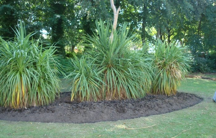 Existing planting in Sandlea Park