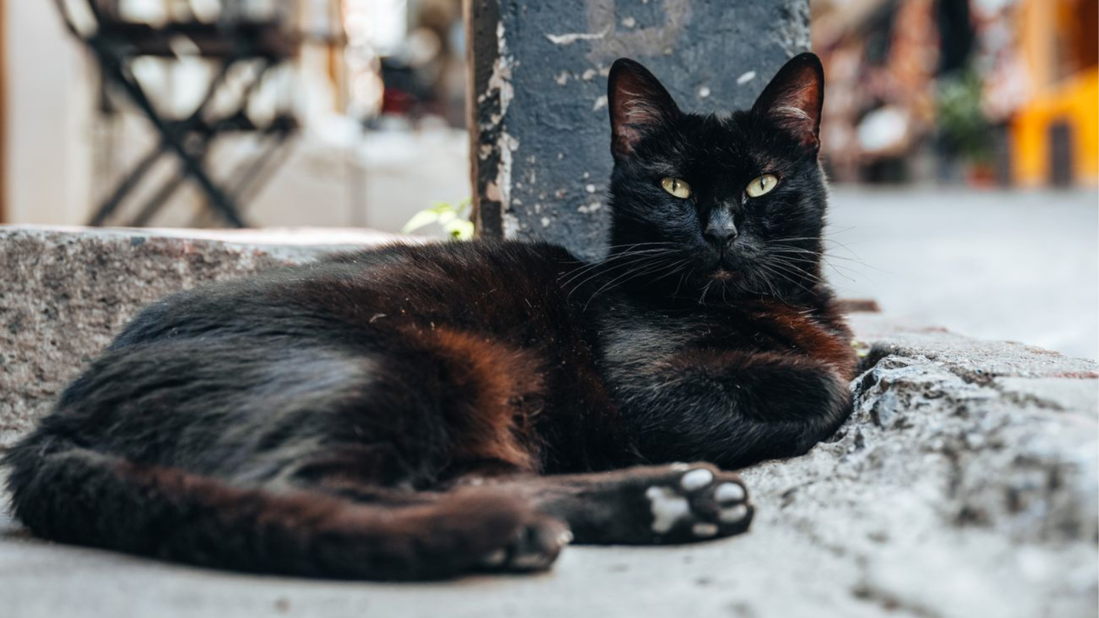 A black cat similar to Daisey.