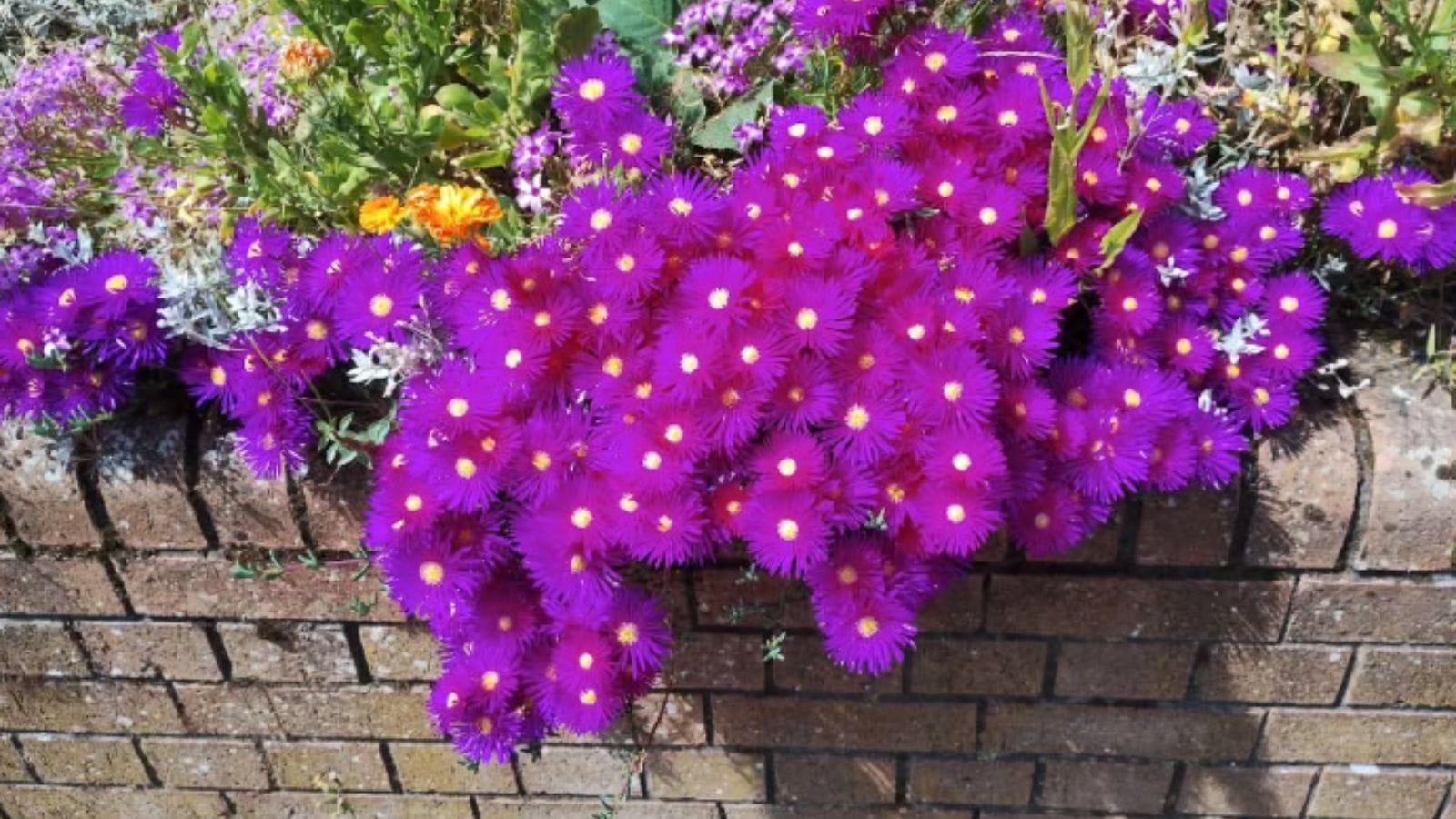 One of the flower plantings inside the Floral Pavilion tapestry