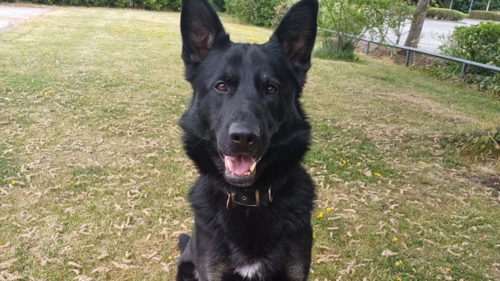 Photo of Ziggy the police dog.