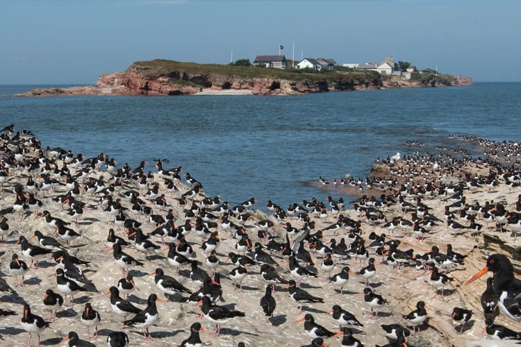 New online guide to walking to  Hilbre Island
