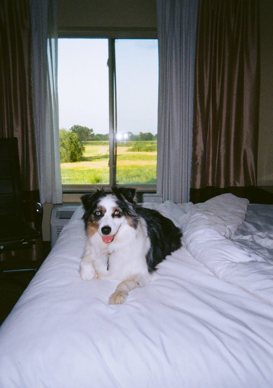 a color photograph of an Australian Shepherd on a bed with a field outside the window