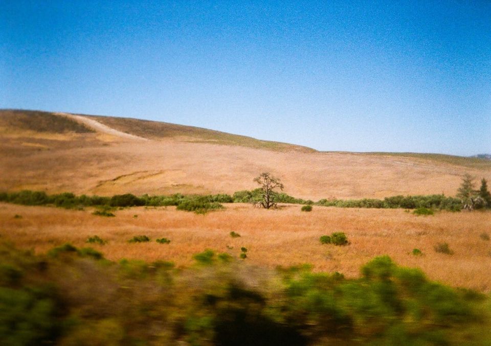 a color photograph of dry brown foothills, a line of green trees in the foreground and the distance, with a single dying tree in the center, all under a cloudless blue sky
