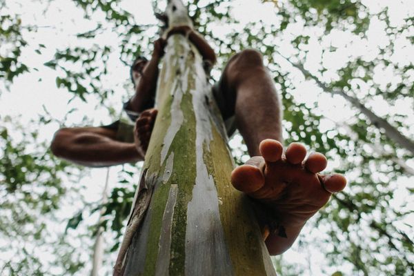 A ground-up photograph of a man climbing a branchless tree trunk.  His left foot is shown prominently as he clings to the rear side of the tree.