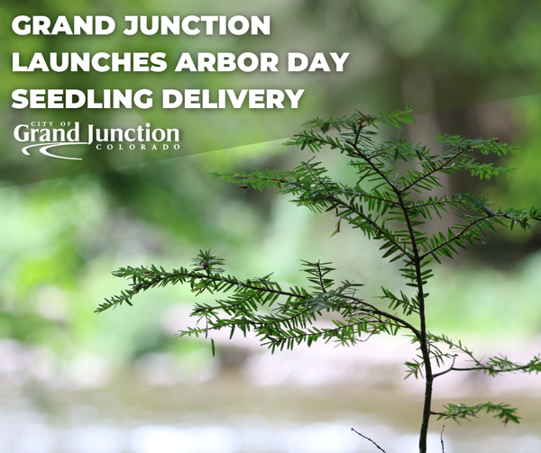 Free Tree Seedlings Available in Grand Junction for Arbor Day 2026