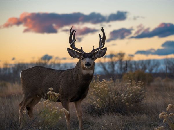 CPW Opens $11M Fund: How Western Slope Landowners Can Get Paid to Protect Habitat