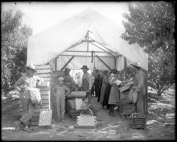 Fifty for 150: First peach trees planted on Western Slope of Colorado in 1882