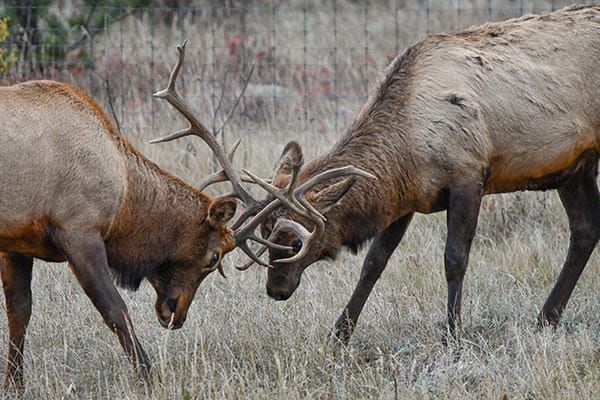 Colorado Hunting Season Is Here: What Hunters and Hikers Need to Know