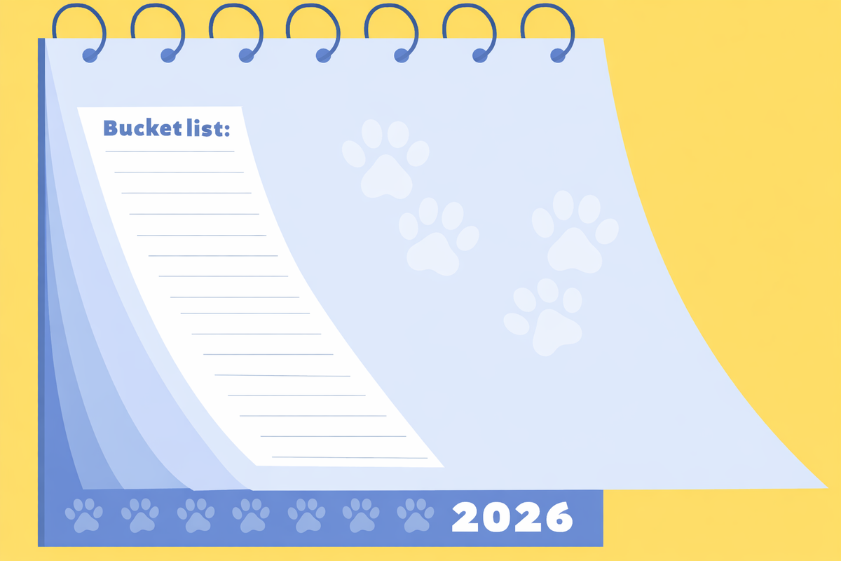 How to Create a Bucket List for Your Pet: Making the Final Days Matter