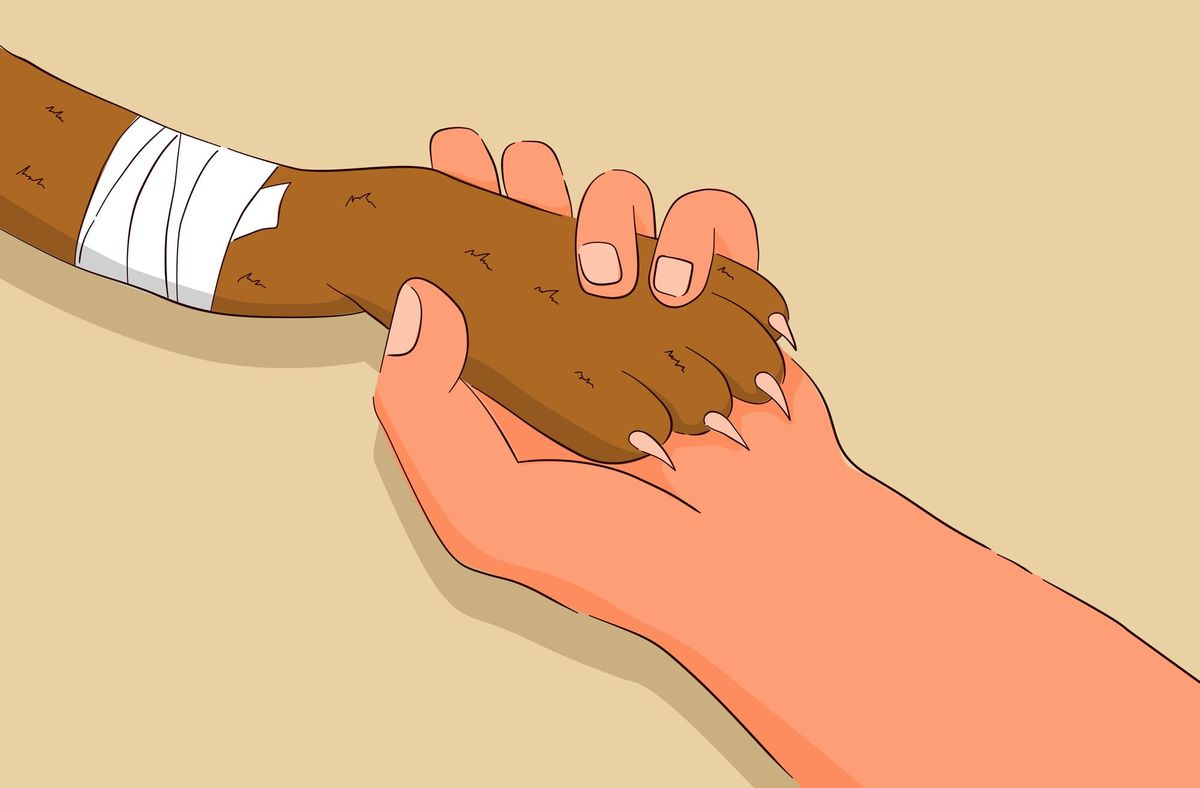 Should I Be in the Room When My Pet Is Euthanized?